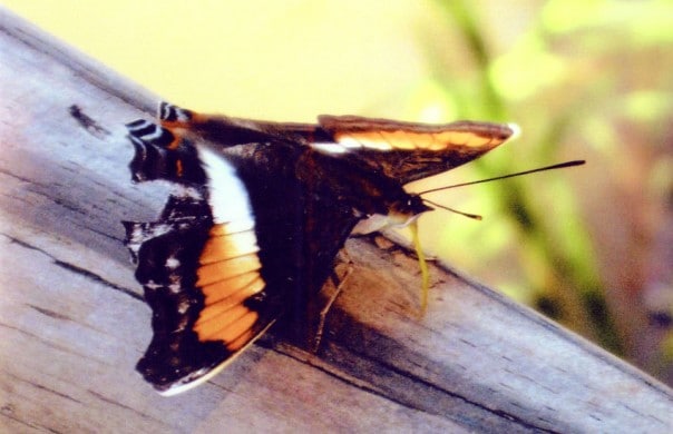 Butterfly in Iguaza National Park