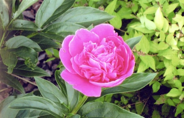 Peonie