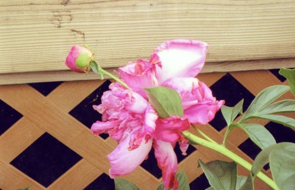 Peonie bud