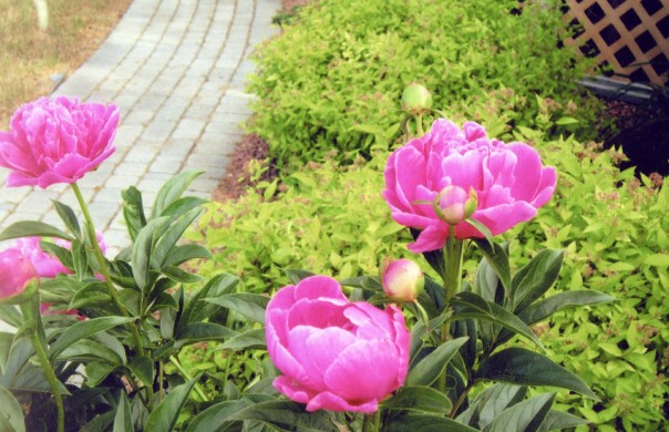 Peonies