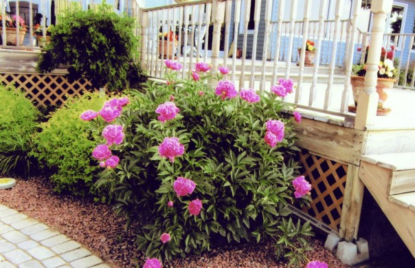 Peonies in garden