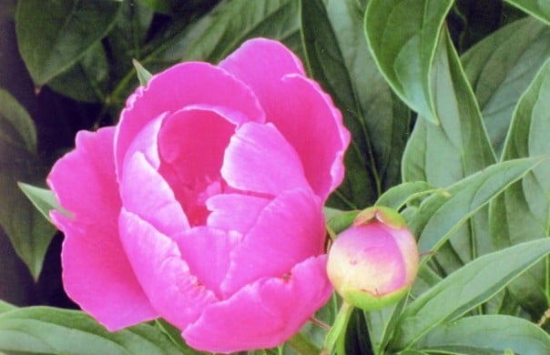 Single peonie and bud
