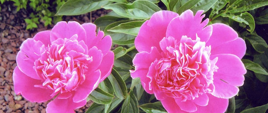 The Language of Flowers