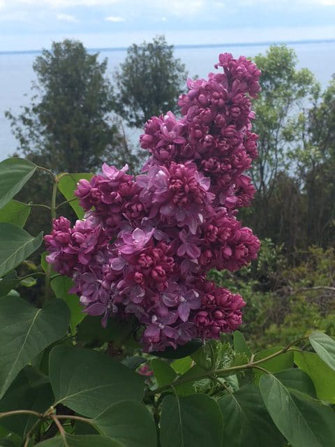 The Lilacs of Mackinac Island