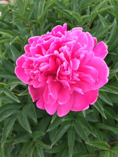 Peonies and Our Family