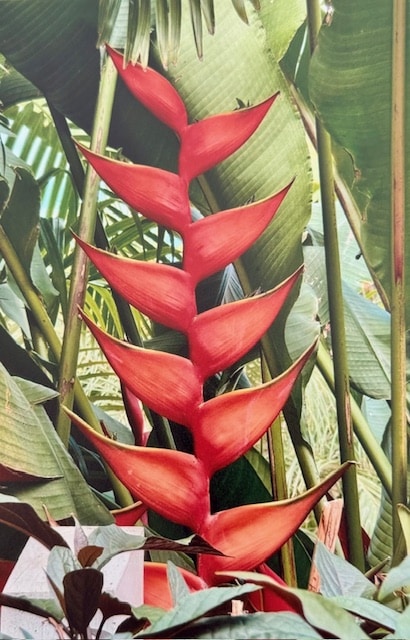 Lobster Claw Plant