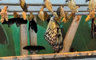 Cambridge Butterfly Conservatory